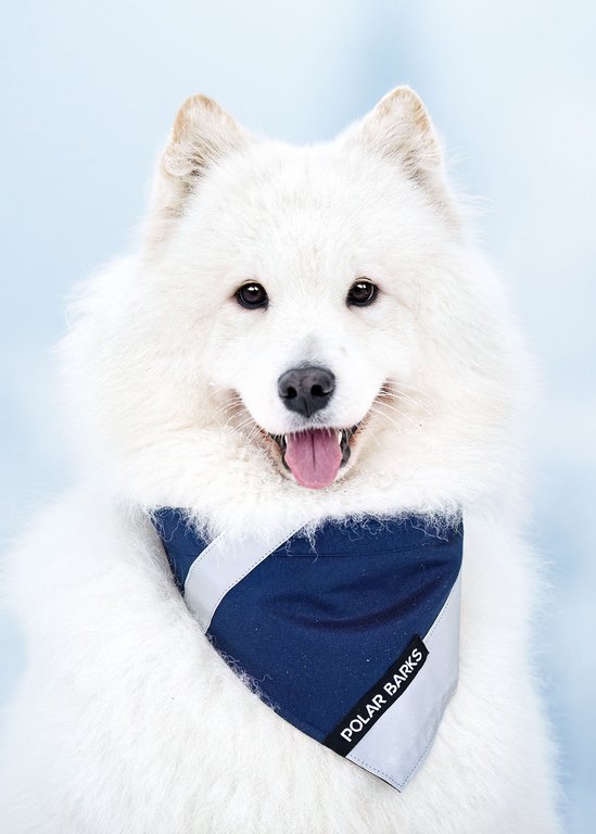 Heijastava huivi koiralle, reflective bandana for dogs